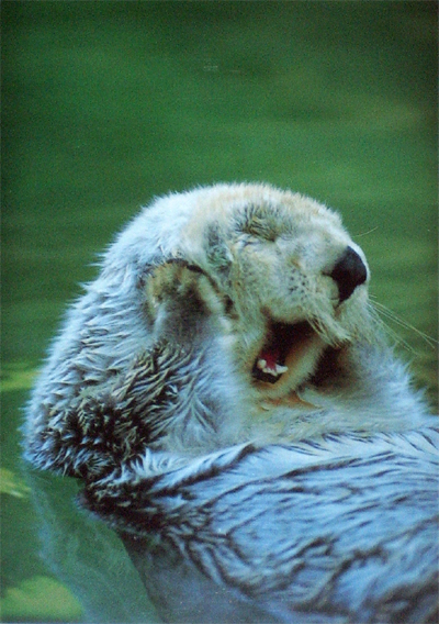 Otter.jpg